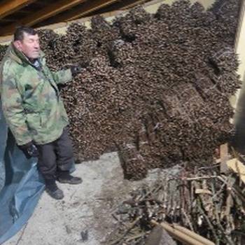 NA prodaju: Isečena Loza 1 KLASE za Kalemljenje (Kober BB)