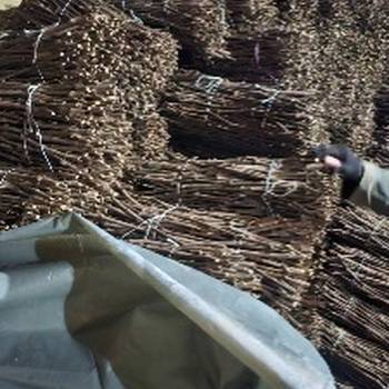 NA prodaju: Isečena Loza 1 KLASE za Kalemljenje (Kober BB)