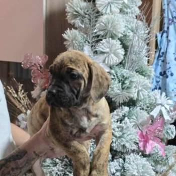 Na prodaju stenci prese kanario, vrhunskog porekla