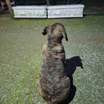 Na prodaju stenci prese kanario, vrhunskog porekla