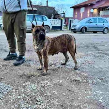 Na prodaju stenci prese kanario, vrhunskog porekla