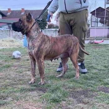 Na prodaju stenci prese kanario, vrhunskog porekla