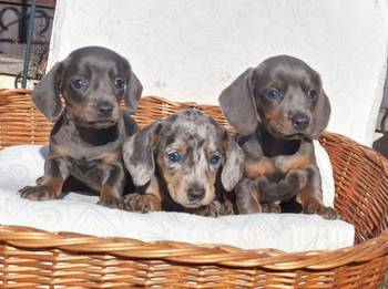 Jazavičari dugodlaki i kratkodlaki