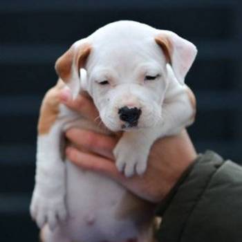 Američki Stafordski terijer štenci