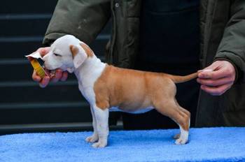 Američki Stafordski terijer štenci