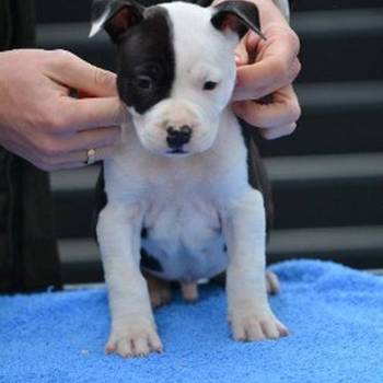 Američki Stafordski terijer štenci
