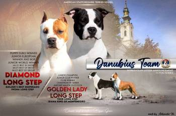 Američki Stafordski terijer štenci