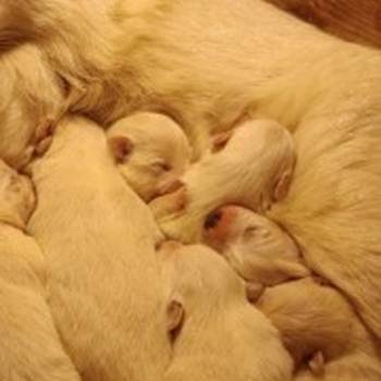 Nemački špic, prelepi beli štenci