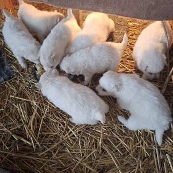 Nemački špic, prelepi beli štenci