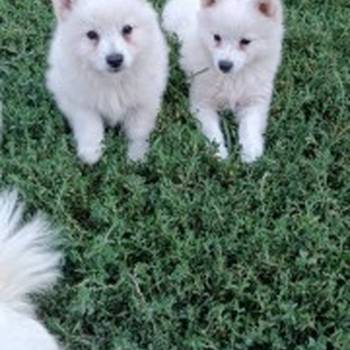 Nemački špic, prelepi beli štenci