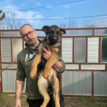 Nemački ovčar kratkodlaki, štenci u ponudi