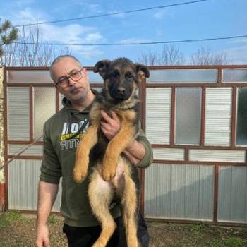 Nemački ovčar kratkodlaki, štenci u ponudi