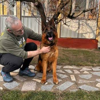 Nemački ovčar kratkodlaki, štenci u ponudi