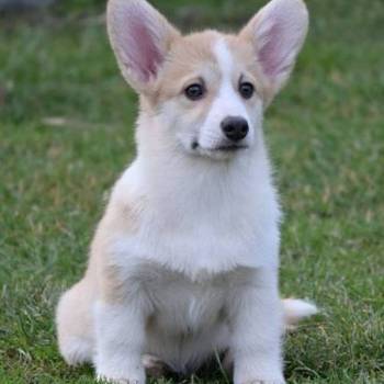 Velški Korgi Welsh Corgi Pembroke