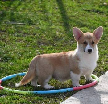 Velški Korgi Welsh Corgi Pembroke