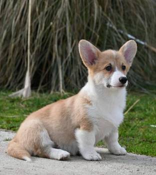 Velški Korgi Welsh Corgi Pembroke