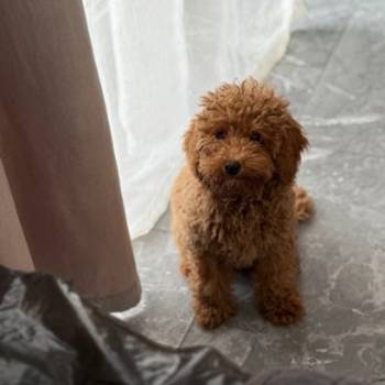 Dostupan muzijak mini pudlice u aprikot boji