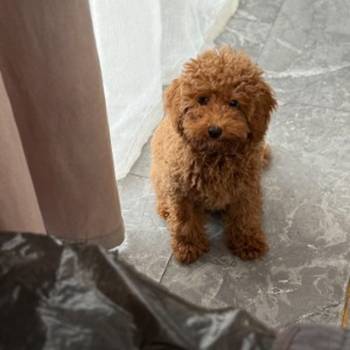 Dostupan muzijak mini pudlice u aprikot boji