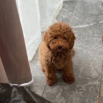 Dostupan muzijak mini pudlice u aprikot boji