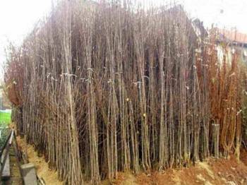 Rasadnik nastic SAŠE prodaja voćnih sadnica za prolećnu sadnju