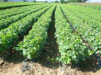 Rasadnik nastic SAŠE prodaja voćnih sadnica za prolećnu sadnju