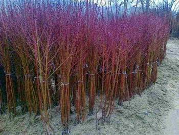 Sadnice za prolećnu sadnju