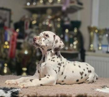 Dalmatinski pas, vrhunski štenci