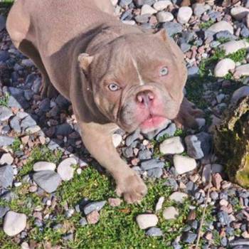 Zenka american bully poket u egzotic boji