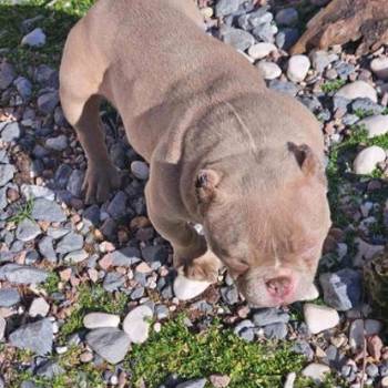 Zenka american bully poket u egzotic boji
