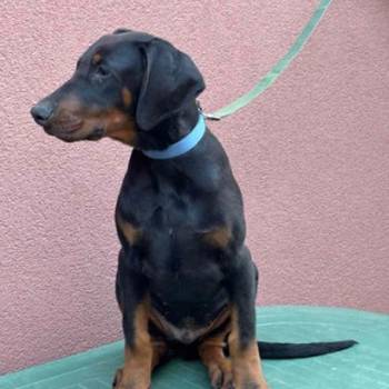 Doberman muško štene
