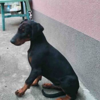 Doberman muško štene