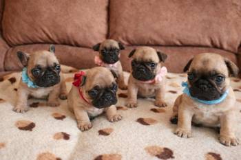 Francuski Buldog prelepi štenci