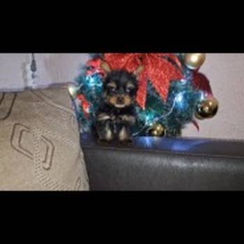 Jorksirski terijer stenci