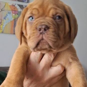 Bordoška Doga prelepi štenci