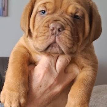 Bordoška Doga prelepi štenci