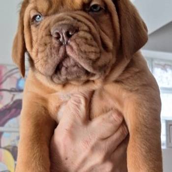 Bordoška Doga prelepi štenci