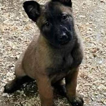 Belgijski Ovčar Malinoa