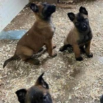 Belgijski Ovčar Malinoa