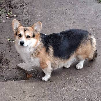 Velški Korgi Pembrok