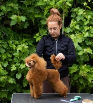 Crvena pudla, stenci