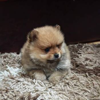 Štenci pomeranskog špica prelepog krzna