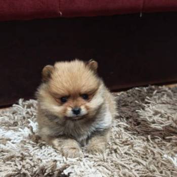 Štenci pomeranskog špica prelepog krzna