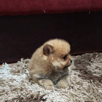 Štenci pomeranskog špica prelepog krzna