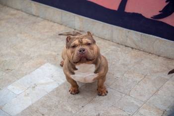 Mužjak egzotičnog bulija slobodan za parenje