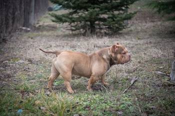 Mužjak egzotičnog bulija slobodan za parenje