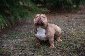 Mužjak egzotičnog bulija slobodan za parenje