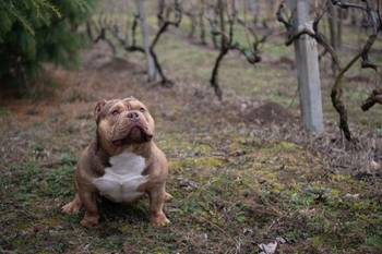 Mužjak egzotičnog bulija slobodan za parenje