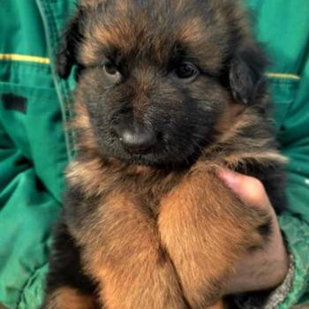 Nemački ovčar štenci