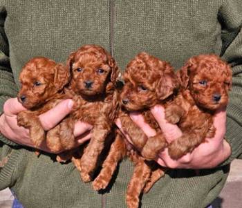 Najmanje pudle, od najlepsih roditelja u Evropi