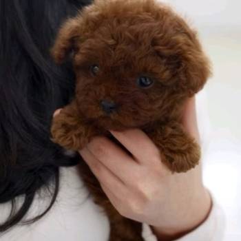 Najmanje pudle, od najlepsih roditelja u Evropi